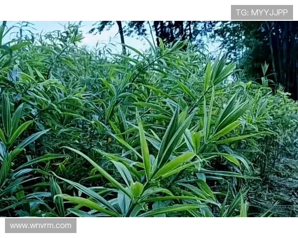 台球技巧与战略解析:从基础到高级的全面指南,提升你的球技水平